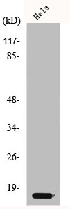 CDKN2A Antibody