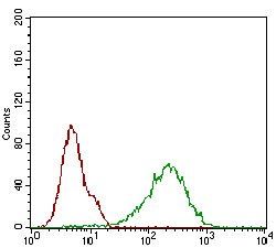 CDKN2A Antibody