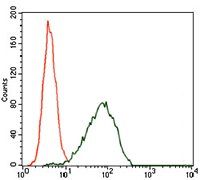 CDKN2A Antibody