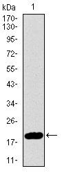 CDKN2A Antibody