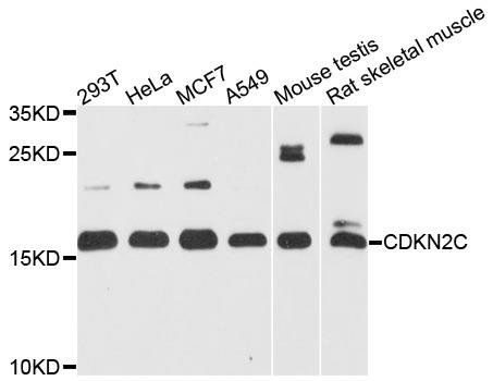 CDKN2C antibody