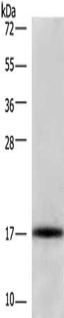 CDKN2C antibody