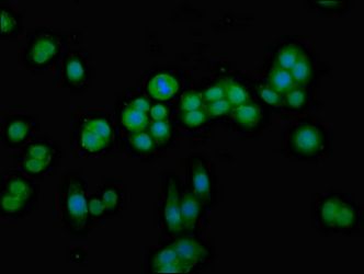CDKN3 Antibody
