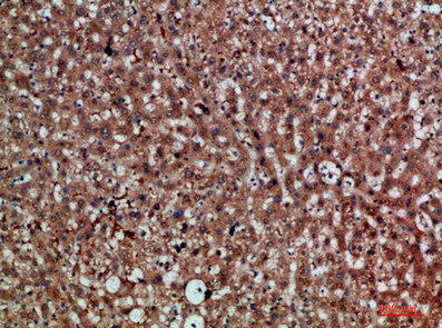 CDNF Antibody