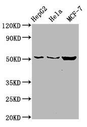 CDS2 Antibody