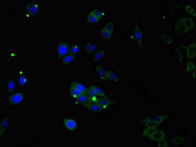 CDSN antibody