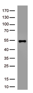 CDX1 Antibody