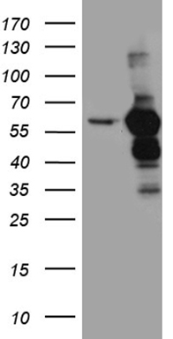 CDX1 Antibody