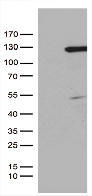 CDX1 Antibody