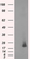 CDX2 Antibody