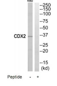 CDX2 Antibody