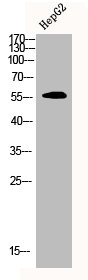 CDYL2 Antibody