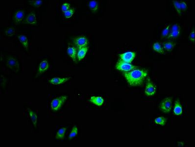 CEACAM1 Antibody