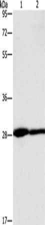 CEACAM3 antibody