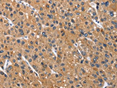 CEACAM3 Antibody