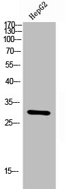 CEACAM3 antibody