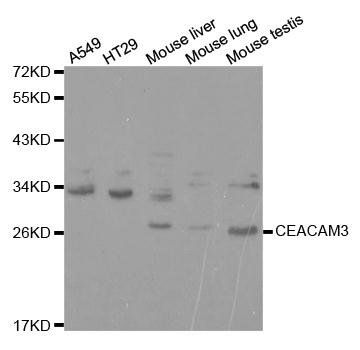 CEACAM3 antibody