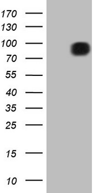CEACAM5 Antibody