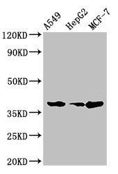 CEBPA Antibody