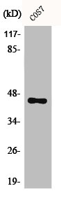 CEBPA Antibody