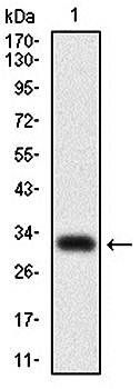 CEBPA Antibody