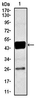 CEBPA Antibody