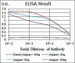 CEBPA Antibody