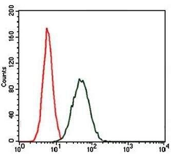 CEBPA Antibody