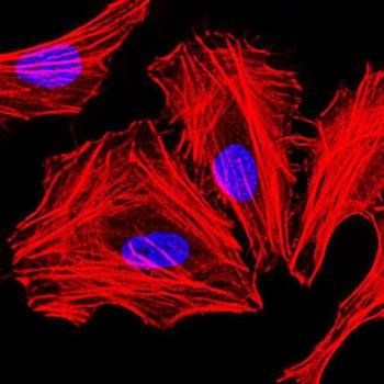 CEBPA Antibody