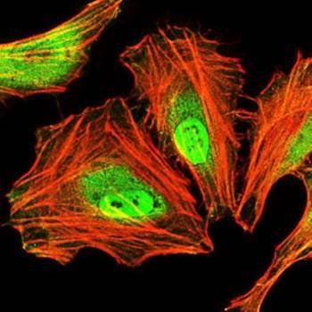 CEBPA Antibody