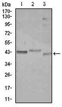 CEBPA Antibody