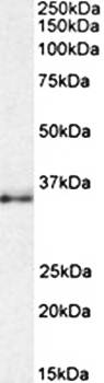 Goat anti-CEBPB (aa68-81) Antibody
