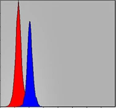 CEBPB Antibody