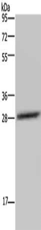 CEBPD antibody