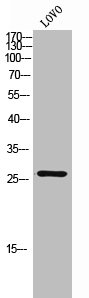 CEBPD antibody