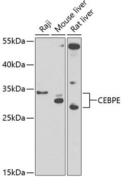 CEBPE antibody