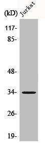 CEBPE antibody