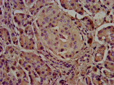 CEL Antibody
