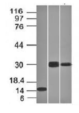 CELA3B Antibody