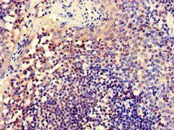 CELF2 Antibody