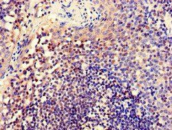 CELF2 antibody