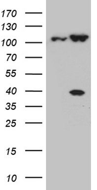 Cellular Apoptosis Susceptibility Antibody