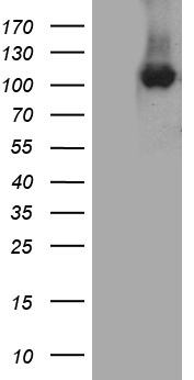 Cellular Apoptosis Susceptibility Antibody