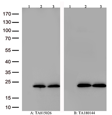 Cellular Apoptosis Susceptibility Antibody