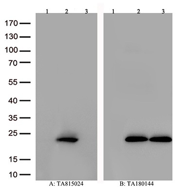 Cellular Apoptosis Susceptibility Antibody