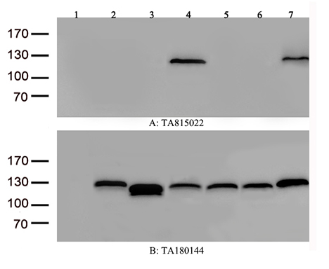 Cellular Apoptosis Susceptibility Antibody