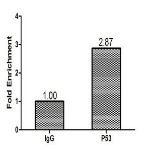 Cellular tumor p53 antibody