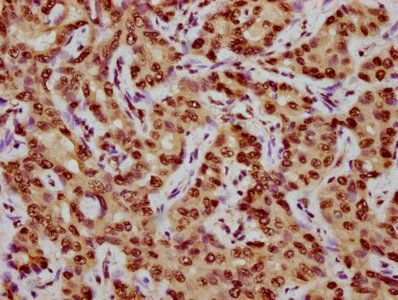 CENPA (Ab-7) Antibody