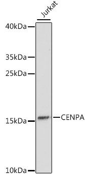 CENPA antibody