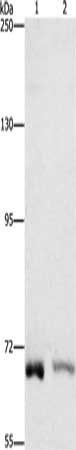 CENPE Antibody